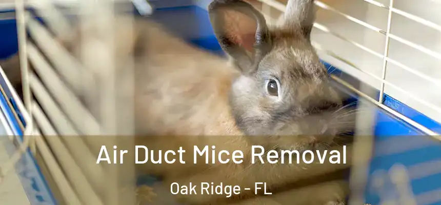 Air Duct Mice Removal Oak Ridge - FL