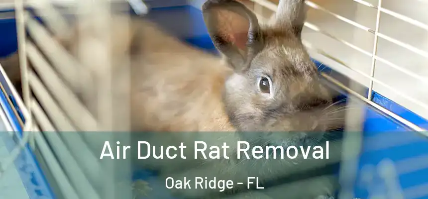 Air Duct Rat Removal Oak Ridge - FL